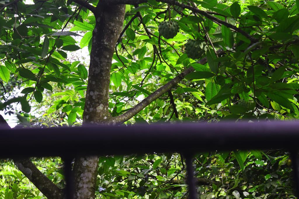 Avaana By Springhills Hotel Kandy Exterior foto