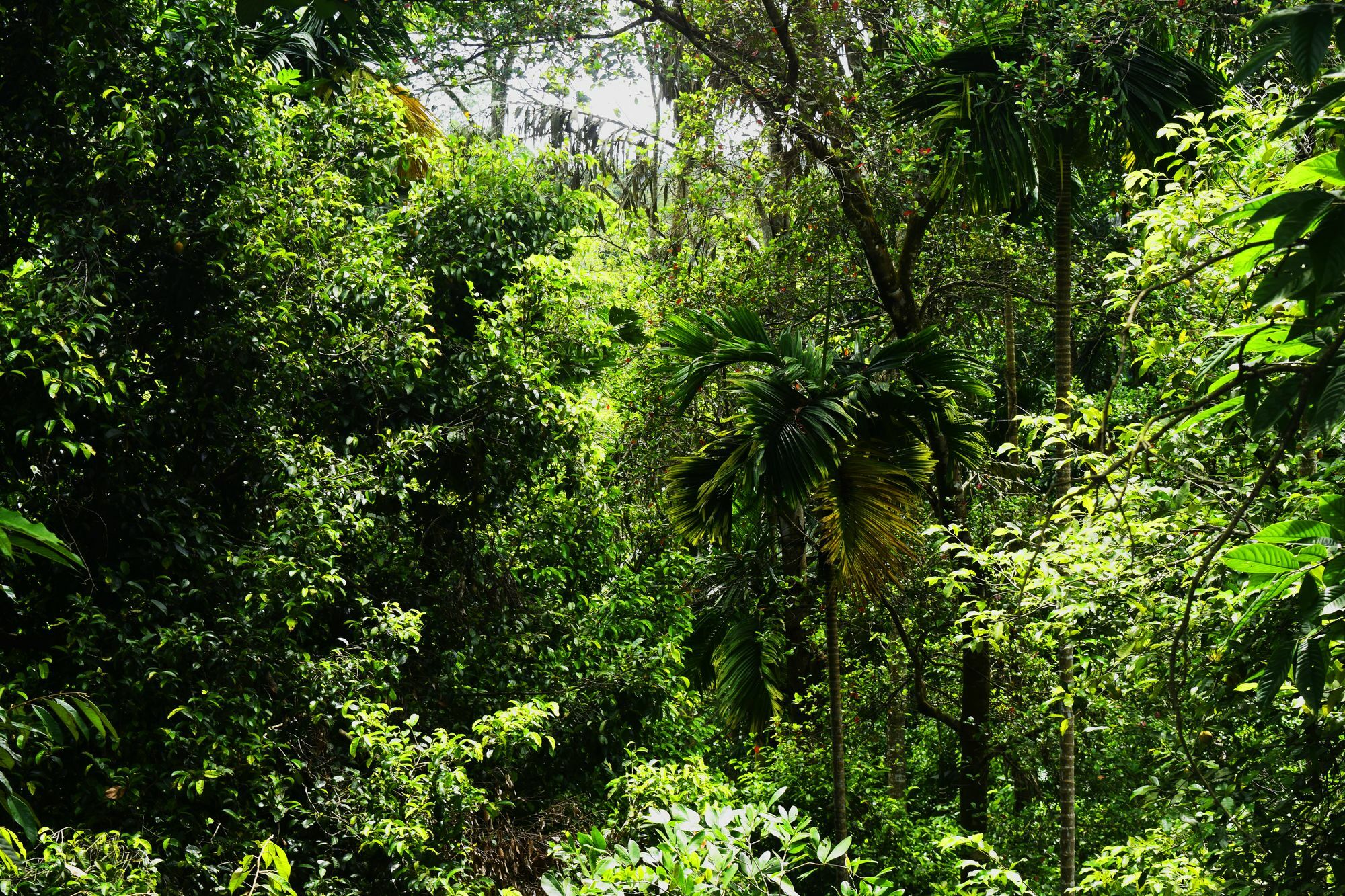 Avaana By Springhills Hotel Kandy Exterior foto